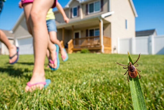 Hidden tick danger in the backyard: Macro close-up of a tick on green grass waiting for children running in flip-flops towards an American house. Lyme disease summer safety concept. For Pest control