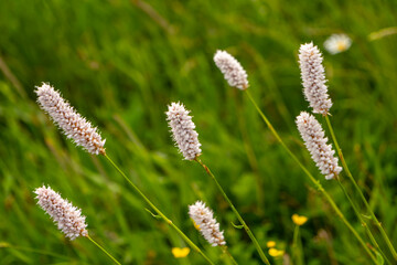 Fototapeta premium Close-up of bistort flowers (Persicaria bistorta) growing in a natural meadow. Soft pink flower spikes against a green blurred background, showcasing wild flora and biodiversity.