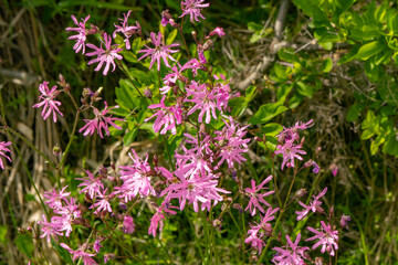 Fototapeta premium Ragged robin (Silene flos-cuculi) flowers blooming in a natural meadow. Delicate pink blossoms creating a colorful display in a species-rich grassland habitat