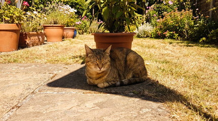 Tabby cat resting in shade on hot day
