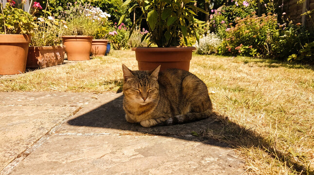 Tabby cat resting in shade on hot day