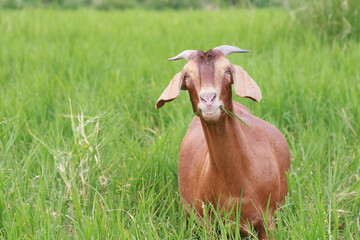 Fototapeta premium Close-up photos of goats grazing on grass.