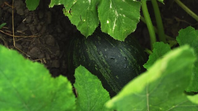 Green zucchini growing in the garden surrounded by lush leaves and soil during summer harvest season