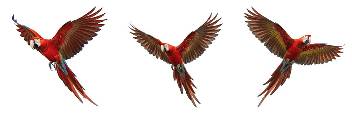 Fototapeta premium Exotic Scarlet Macaw Parrot Flying in Air Set Isolated on Transparent PNG Background Tropical Red Bird Wings Spread Wild Jungle Nature Wildlife Asset