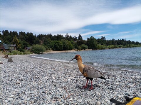 duck on the lake