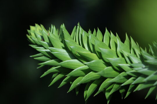Branche d&rsquo;araucaria du Chili au feuillage g&eacute;om&eacute;trique vert intense