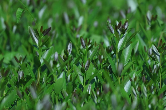 Feuillage vert de tro&egrave;ne en gros plan avec arri&egrave;re-plan naturel flou