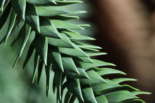 Feuillage graphique d&rsquo;araucaria du Chili, d&eacute;sespoir des singes