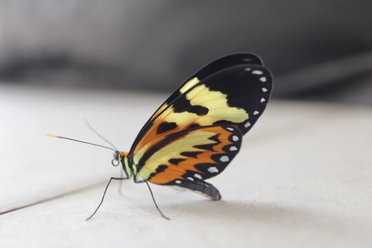 Borboleta