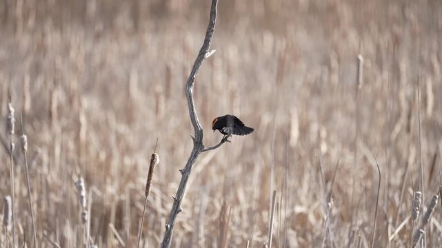 Slow motion footage of a Red-Winged Blackbird perched on a thin dead tree in marshland, puffing up and rubbing its beak against the branch.

