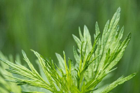 Horizontal peaceful close-up of green Artemisia vulgaris (common wormwood) leaves with copy space, inspiring natural texture of a herbal plant, macro
