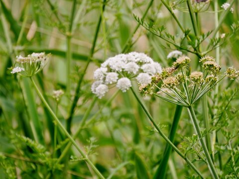 Wiesen-Wasserfenchel (Oenanthe lachenalii)