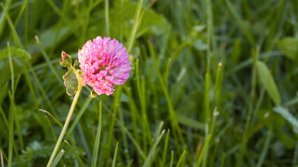 Red clover flower standing upright in a lush green meadow, showing delicate pink petals with tiny dew drops © Bonsales