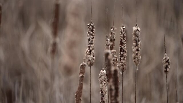 Slow motion mid-range shot of cattails gently moving in a light breeze with soft beige and earthy natural tones.
