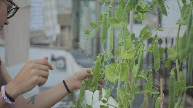 Young woman checking pea plants in pot garden, rooftop, Italy