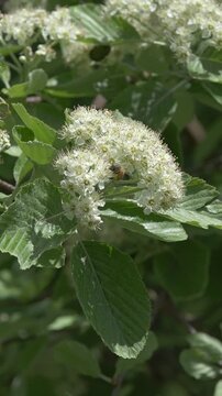 Bees pollinating mountain ash tree flowers, slow motion, Italy