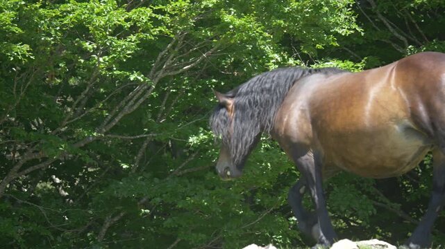 Wild horse walking slow motion in mountain landscape, Italy