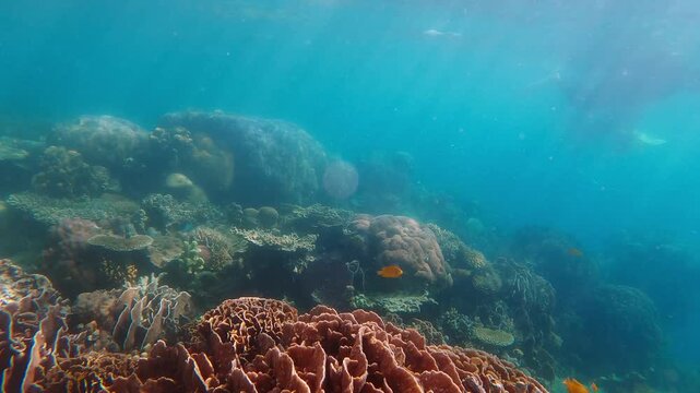 Tropical coral reef with hard coral structures and tiny fish beneath clear blue ocean water, capturing natural underwater beauty and sea life.