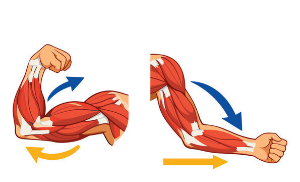 Human arm anatomy diagram depicting muscle movements with flexion bending the arm and extension straightening it, highlighting musculoskeletal system