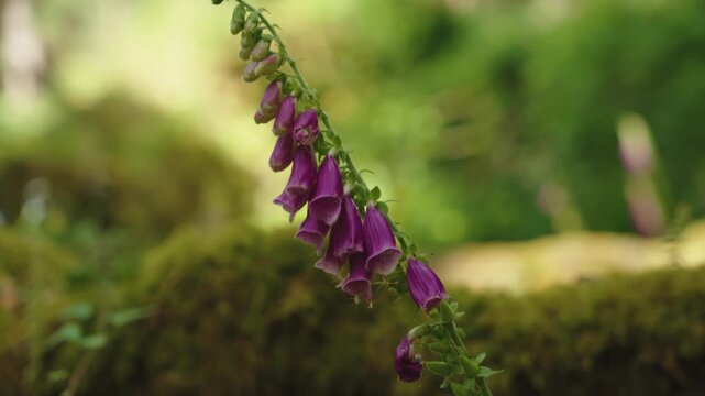 Macro shot of a purple foxglove flower stalk (Digitalis purpurea) blooming in a sunlit forest, with soft-focus green foliage in the background.