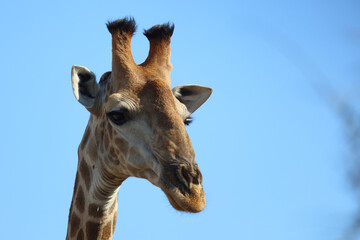 Obraz premium Giraffe / Giraffe / Giraffa camelopardalis