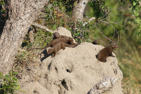 S&uuml;dliche Zwergmanguste auf Termitenh&uuml;gel / Dwarf mongoose at Termit's nest / Helogale parvula
