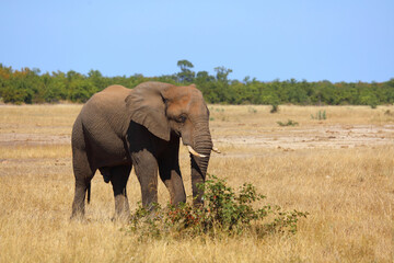 Fototapeta premium Afrikanischer Elefant / African elephant / Loxodonta africana
