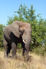 Fototapeta premium Afrikanischer Elefant / African elephant / Loxodonta africana