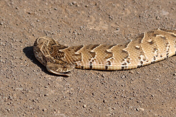 Fototapeta premium Puffotter / Puff adder / Bitis arietans arietans