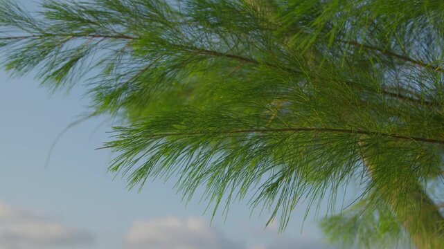 Vibrant green pine needles and delicate branches against a pale blue sky with soft clouds
