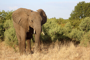 Fototapeta premium Afrikanischer Elefant / African elephant / Loxodonta africana