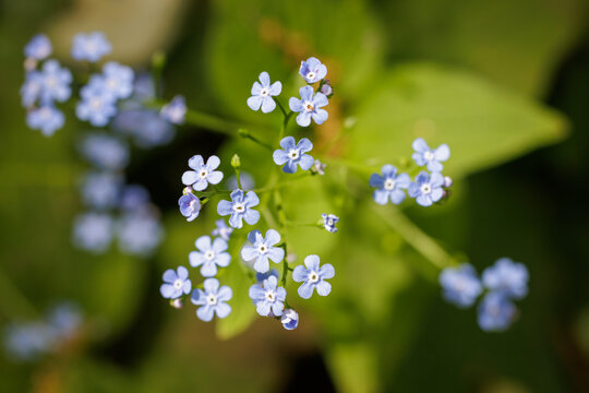 Close-up of blue heartleaf brunnera flowers blooming in spring with soft green foliage bokeh background