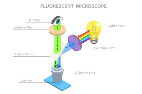 3D Isometric Flat  Illustration of Fluorescent Microscope, Instrument Principle And Structure