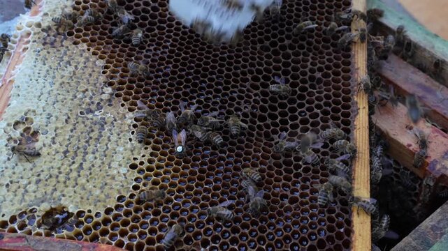 bees in the beehive