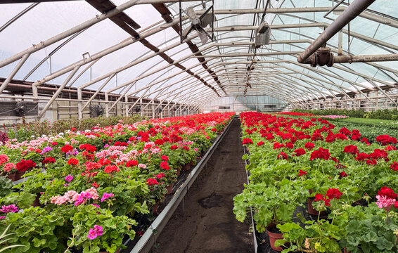 Geranium flowers blooming inside large commercial greenhouse