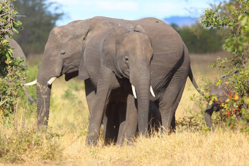 Fototapeta premium Afrikanischer Elefant / African elephant / Loxodonta africana