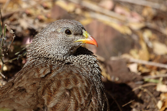 Natalfrankolin / Natal francolin or Natal spurfowl / Francolinus natalensis val Pternistis natalensis