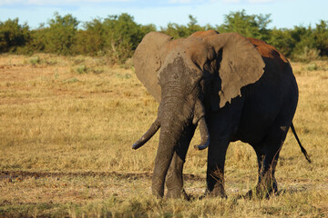 Fototapeta premium Afrikanischer Elefant / African elephant / Loxodonta africana