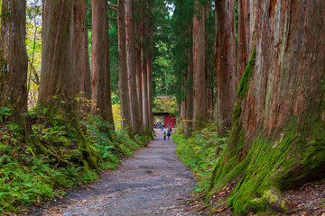 Fototapeta premium 日本の風景・秋 長野 紅葉の戸隠神社奥社 参道