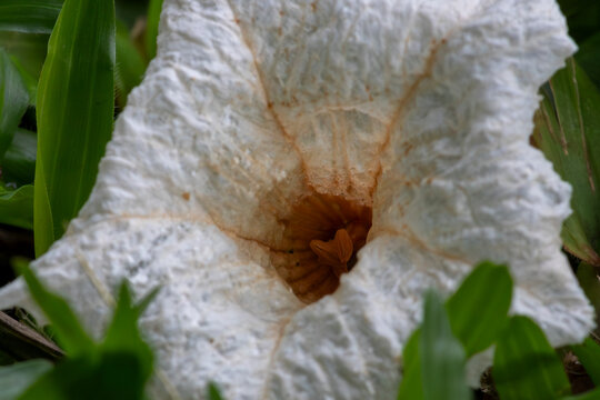 White Cordia flower (Cordia superba) fallen on grass. Shows corrugated white petals and orange center. Ideal for botany, landscaping and Brazilian nature themes.