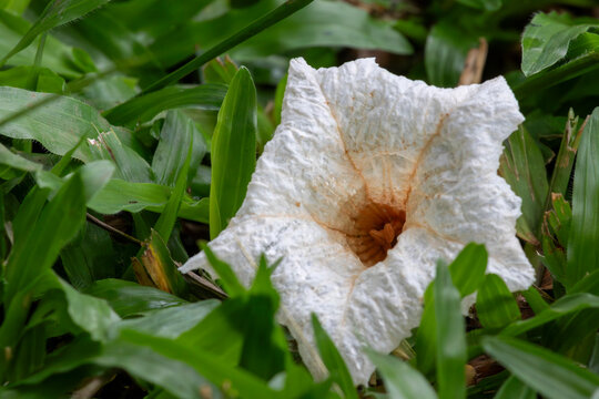White Cordia flower (Cordia superba) fallen on grass. Shows corrugated white petals and orange center. Ideal for botany, landscaping and Brazilian nature themes.