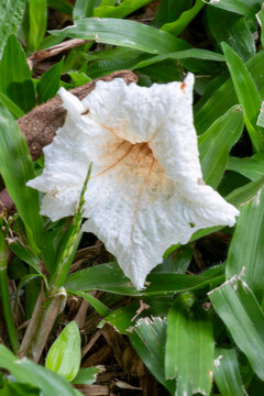 White Cordia flower (Cordia superba) fallen on grass. Shows corrugated white petals and orange center. Ideal for botany, landscaping and Brazilian nature themes.