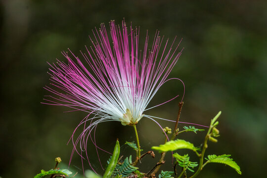 Detail of Pink Powderpuff (Calliandra brevipes) with pink and white stamens and bipinnate leaves. Sharp photo ideal for botany, landscaping and Brazilian flora.
