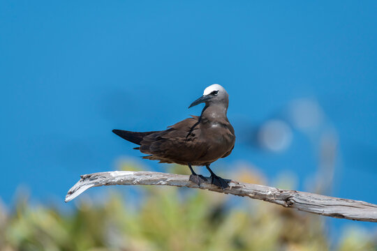 Close up view of a brown noddy perched on a branch