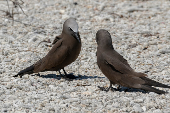 Two brown noddies facing off