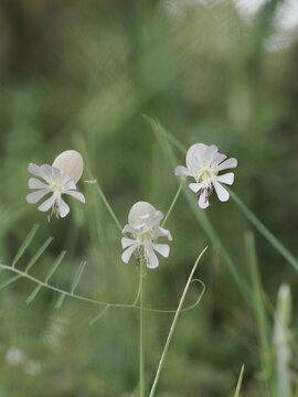White Silene Flowers in a Meadow