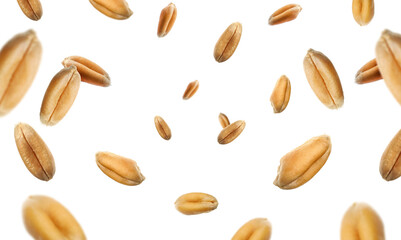 Wheat grains swirling in air against white background