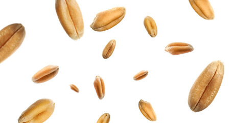 Obraz premium Wheat grains swirling in air against white background