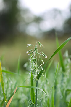 Close-up of oat plants. Avena sativa showing textured seed heads and fresh green stems.