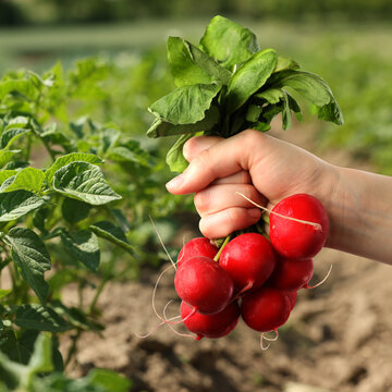 Farmer holding ripe radishes in agricultural field, closeup. Root vegetables